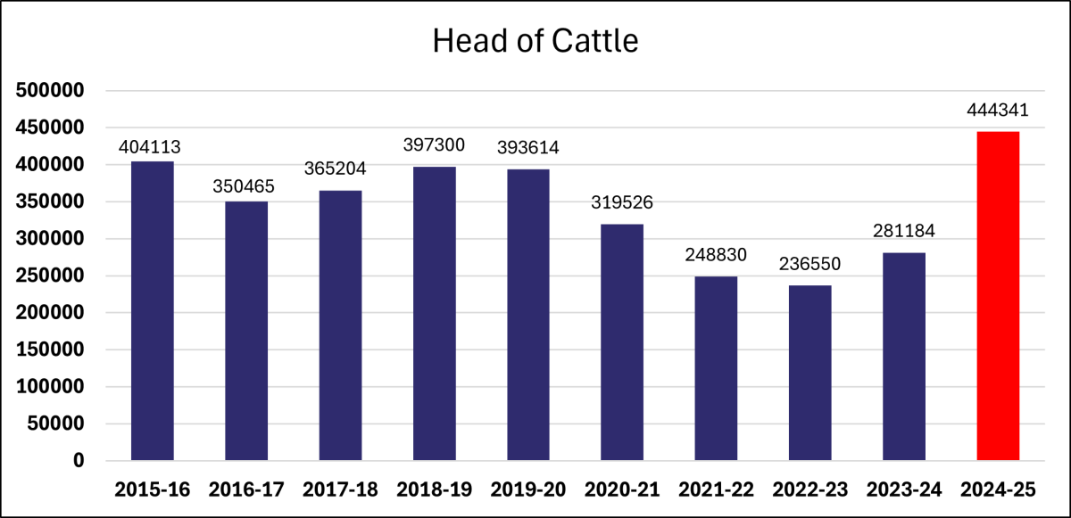 Head of Cattle