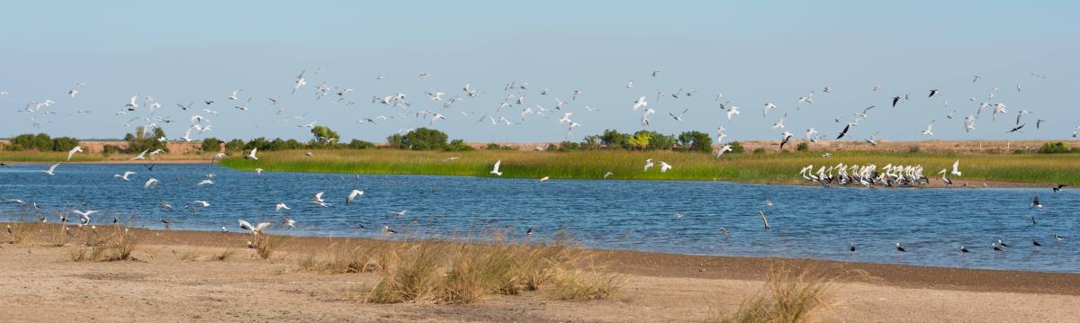 birds