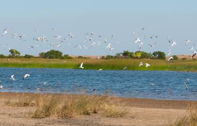 birds