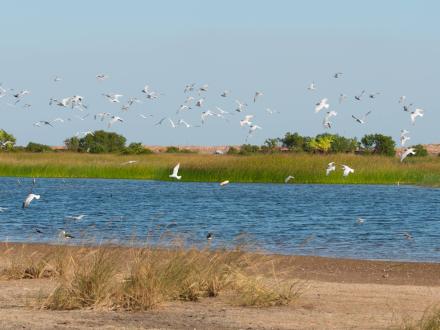 birds